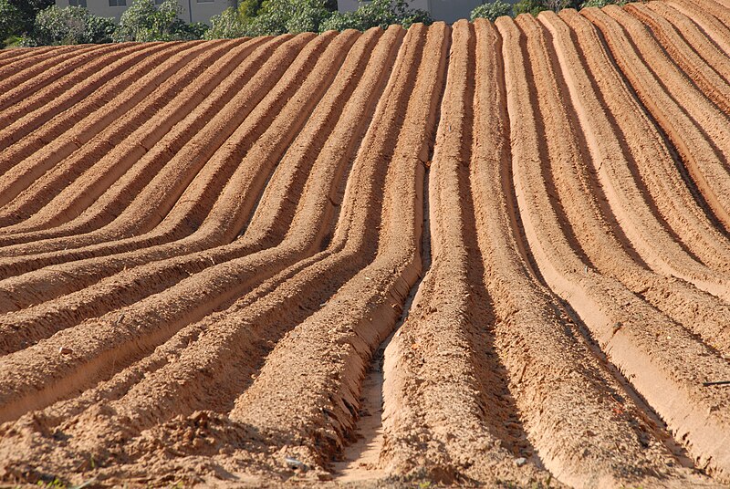 File:PikiWiki Israel 28549 Agriculture in Israel.JPG