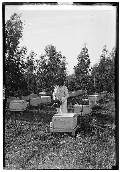 File:PikiWiki Israel 66266 borochov borochov girls39 farm bee culture.jpg