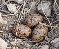 Nest, near Lleida, Spain