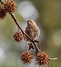 Thumbnail for File:Pine siskin in GWC (93708).jpg