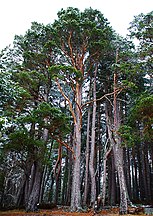 Loch Garten, Nethybridge, Scotland