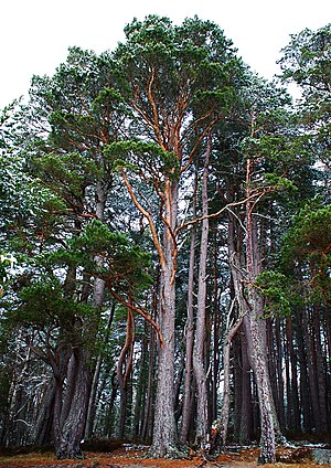 Scots Pine