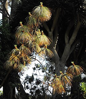 <i>Pinus montezumae</i> Species of conifer