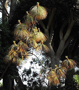 <i>Pinus montezumae</i> Species of conifer