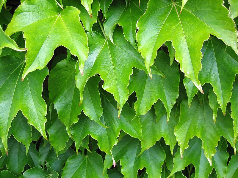 File:Plant leaves green.jpg