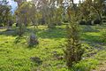 Plantation of new olive trees Alsos Akadimias Forest National Park Republic of Cyprus 2014.jpg