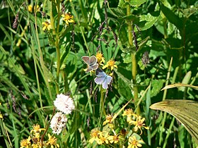 Plebejus anna