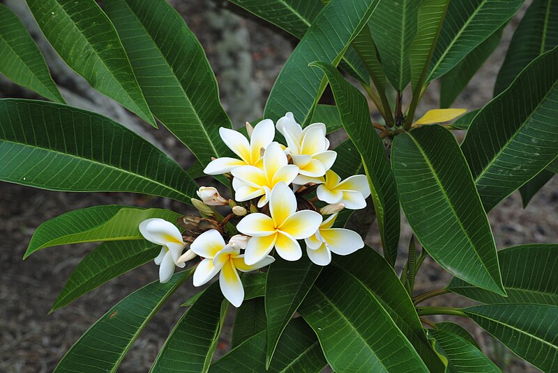 File:Plumeria rubra20091225-2.JPG