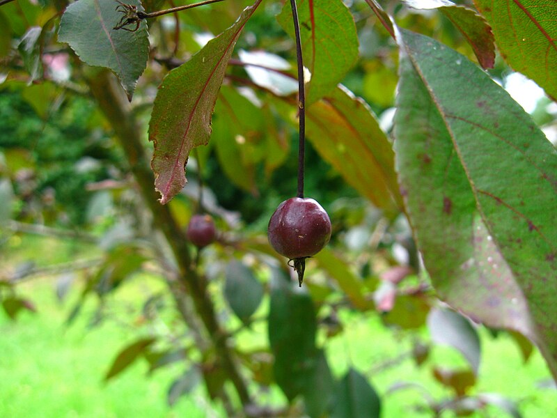 File:Podlaskie - Suprasl - Kopna Gora - Arboretum - Malus ×purpurea 'royalty' - fruit.JPG