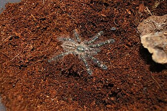 Poecilotheria rufilata.jpg