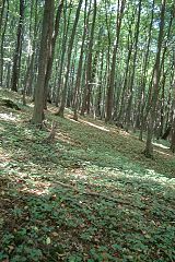 Ostrężnik naturreservat