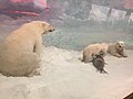 Polar Bears, Denver Museum of Nature and Science.jpg