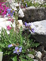 Polemonium elegans