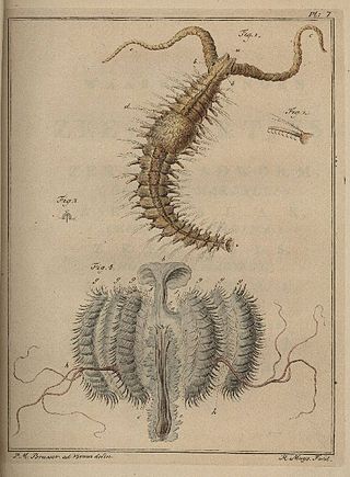 <i>Polydora</i> (annelid) Genus of annelids