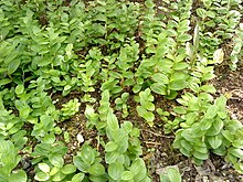 Polygonatum humile.JPG