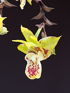 <i>Polystachya maculata</i> Species of orchid