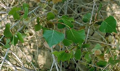 Populus deltoides monilifera foliage.jpg