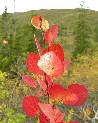 Autumn colour of Populus tremula.