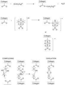 Possible chromium(III) tanning mechanisms Possible Chromium(III) Tanning Mechanisms.tif