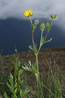 Potentilla diversifolia 5996.JPG