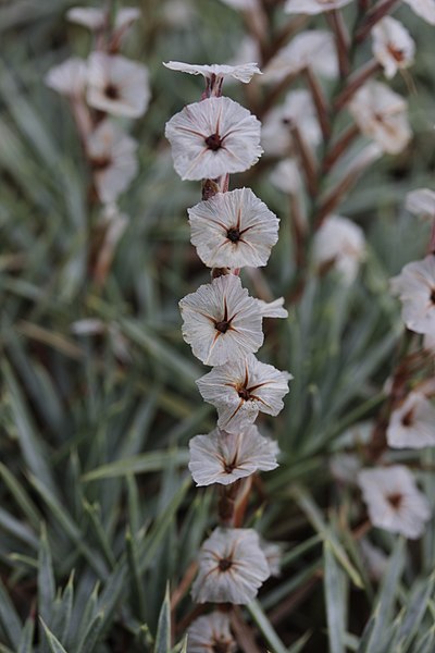 File:Prickly Thrift - Acantholimon kotschyi - panoramio.jpg