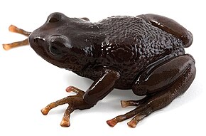 Descrição da imagem Pristimantis orcesi.jpg.