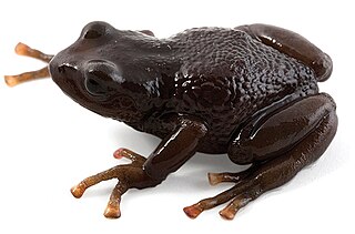 <i>Pristimantis orcesi</i> species of amphibian