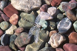 Pronghorn clubtail species of insect