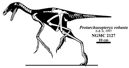 440px-Protarchaeopteryx.jpg