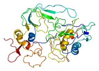 MMP14 protein-coding gene in the species Homo sapiens