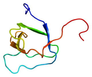 PRMT2 Protein-coding gene in the species Homo sapiens