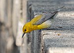 Thumbnail for File:Prothonotary warbler in GWC (51120).jpg