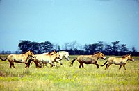 Caballo de Przewalski Askania Nova.jpg