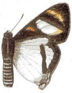 <i>Pseudaletis leonis</i>