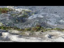 Soubor: Puces de mer.webm