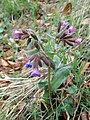 Pulmonaria affinis ?