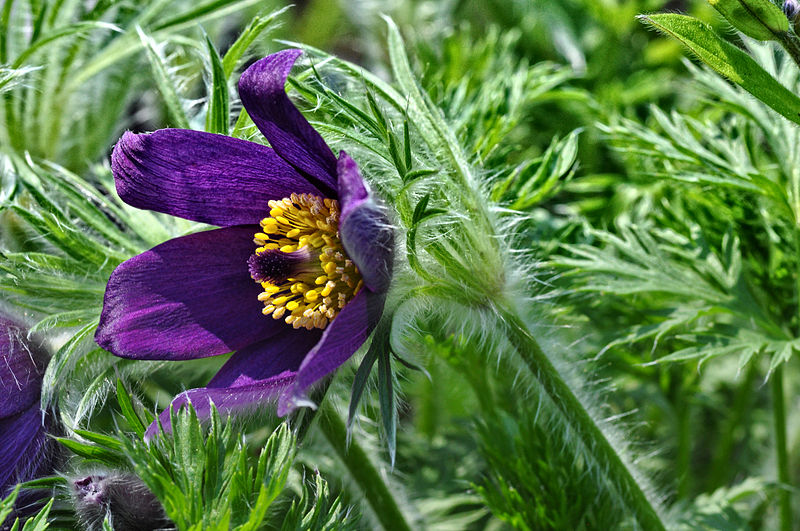 File:Pulsatilla James Gardens.jpg