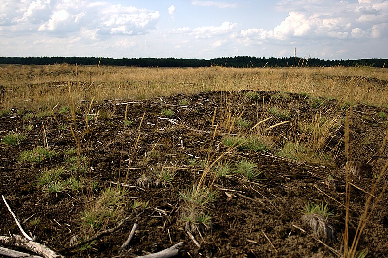 File:Pustynia Błędowska roślinność 01.08.2019 3pl.jpg