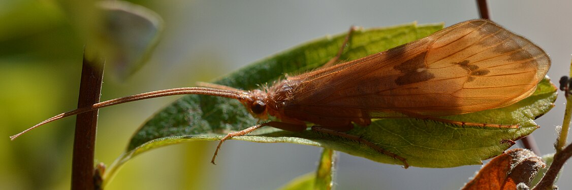 Caddisfly (Trichoptera)