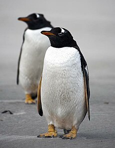 Žutonogi pingvin