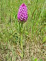 Pyramidal orchid (Anacamptis pyramidalis), Weaveland - geograph.org.uk - 2474645.jpg