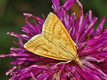 Pyraustinae - Udea lutealis-001.JPG