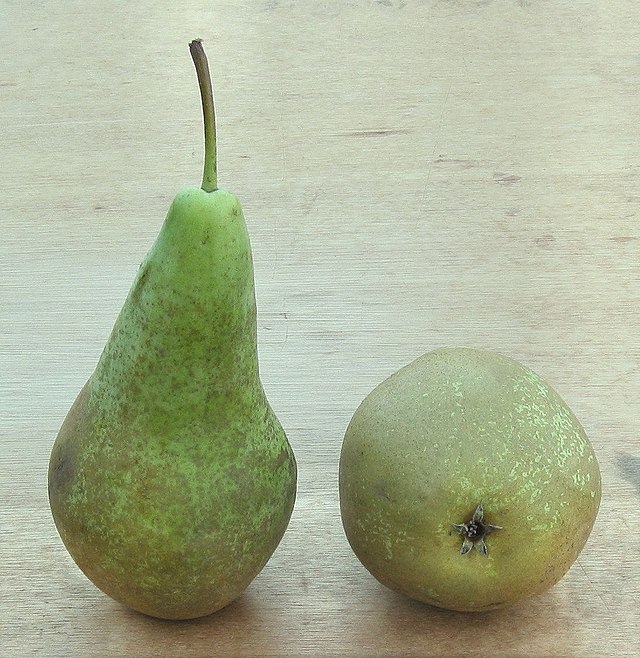 La poire, fruit des quatre saisons  Ministère de l'Agriculture et de la  Souveraineté alimentaire