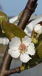 Pyrus pyrifolia (Raja) blossom.jpg
