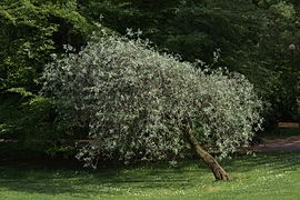 Dans le jardin botanique de Gothenburg.