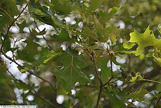 <i>Quercus gomeziana</i> Species of oak tree