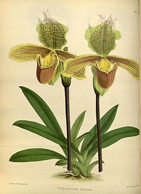 Типовой вид Paphiopedilum insigne рода Paphiopedilum