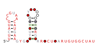 <i>queA</i> RNA motif