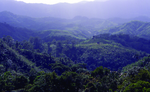 Miniatura para Selva y brezal de Madagascar