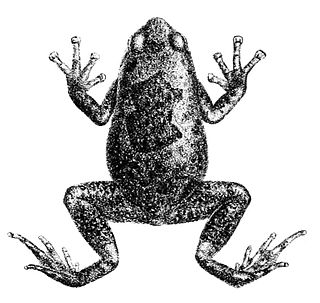 <i>Uperodon obscurus</i> Species of frog